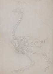 A Comparative Anatomical Exposition of the Structure of the Human Body with that of a Tiger and a Cow